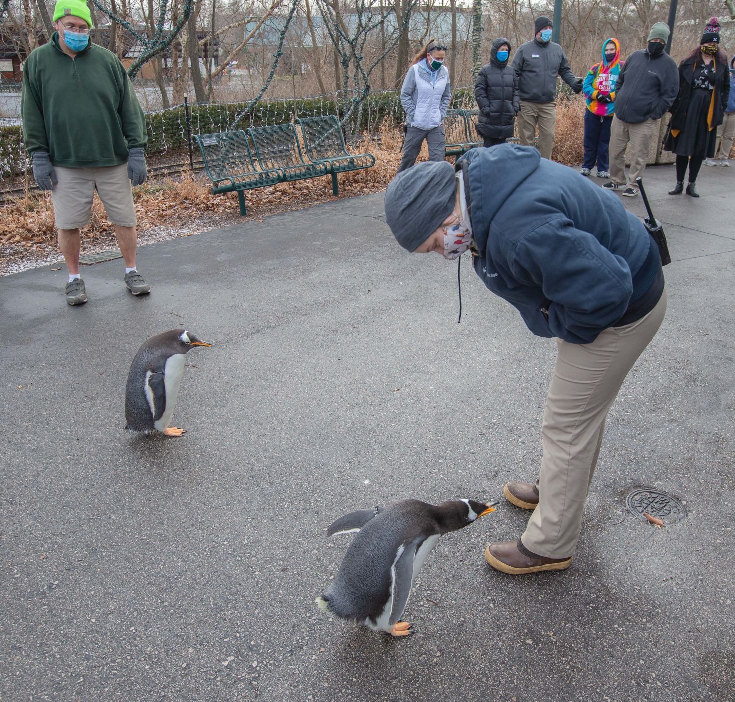Penguins at St. Louis Zoo